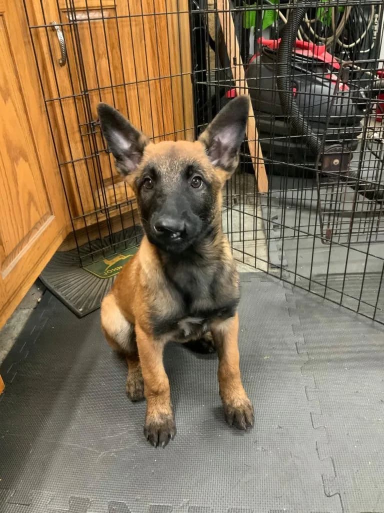“B” Litter photo 314