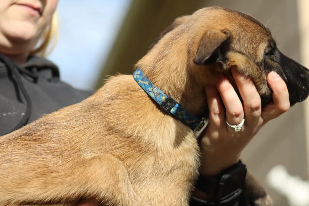“B” Litter photo 248