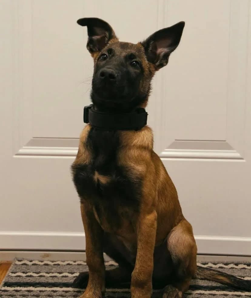 “B” Litter photo 364