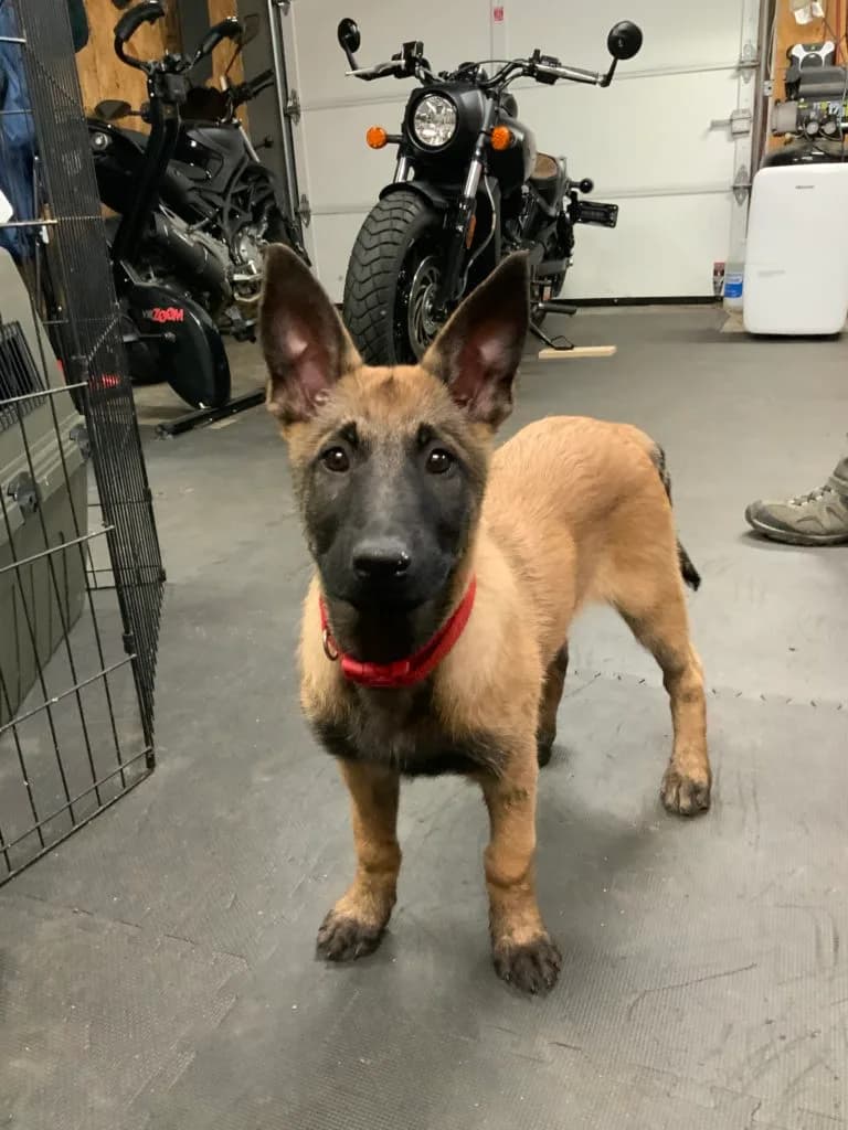 “B” Litter photo 298