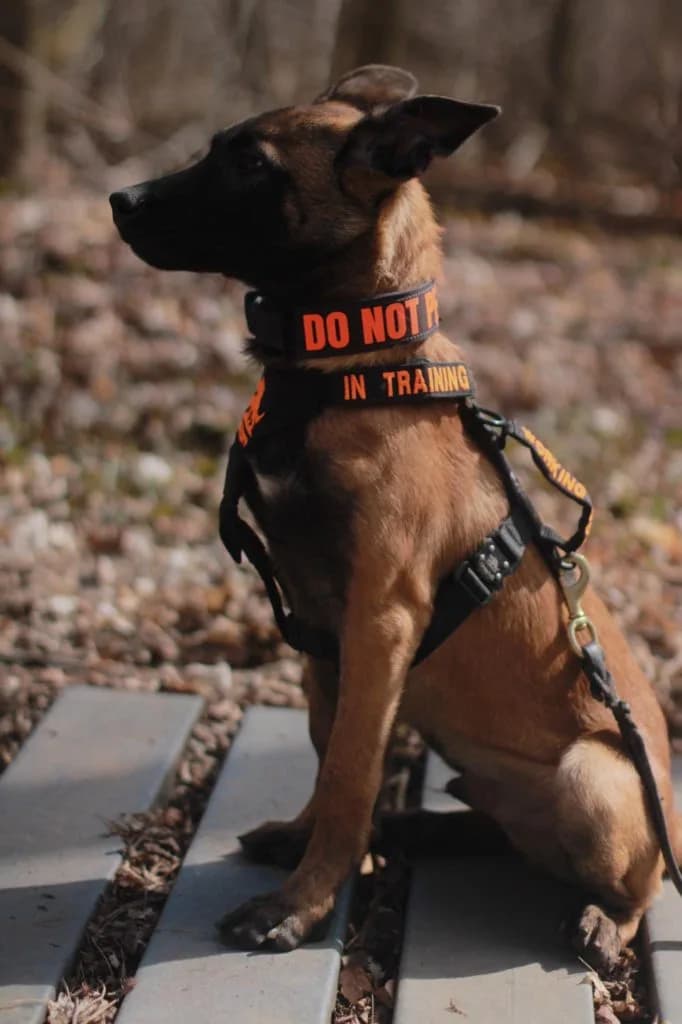 “B” Litter photo 376