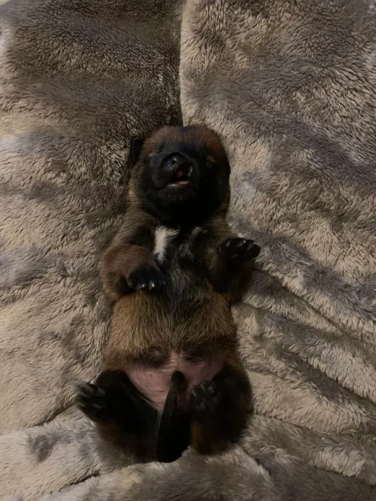“B” Litter photo 22