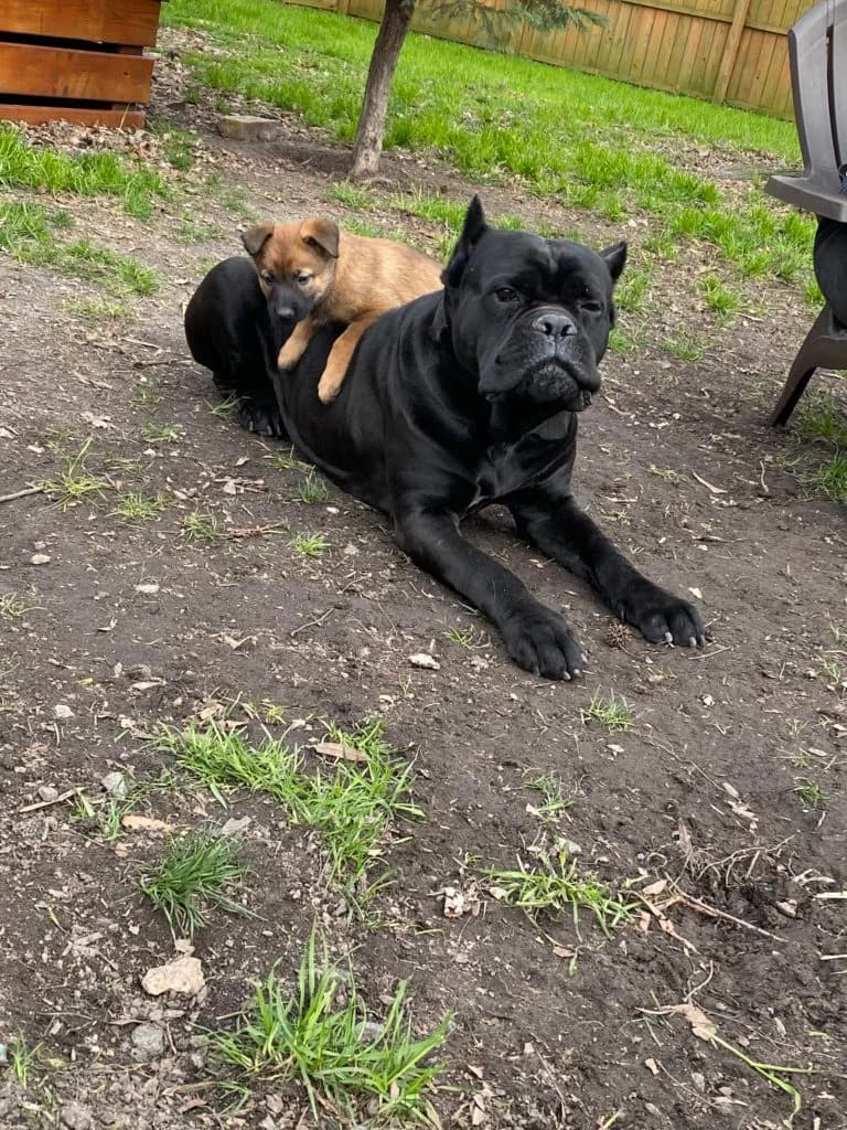 “B” Litter photo 141
