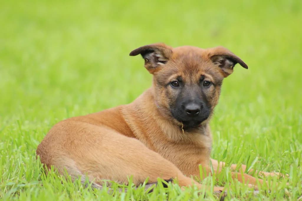 “B” Litter photo 226