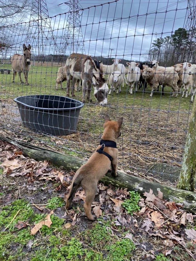 “B” Litter photo 162