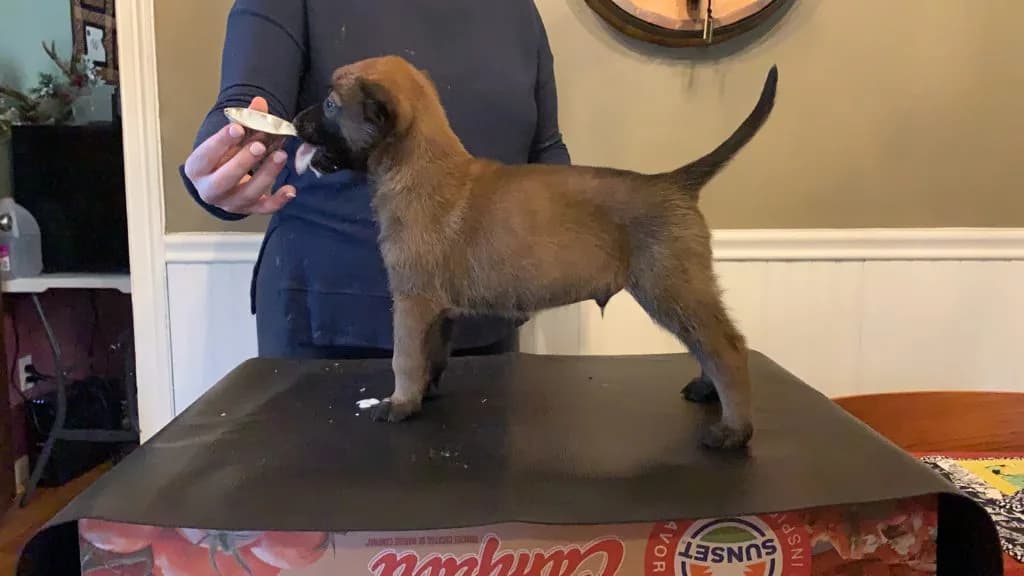 “B” Litter photo 133