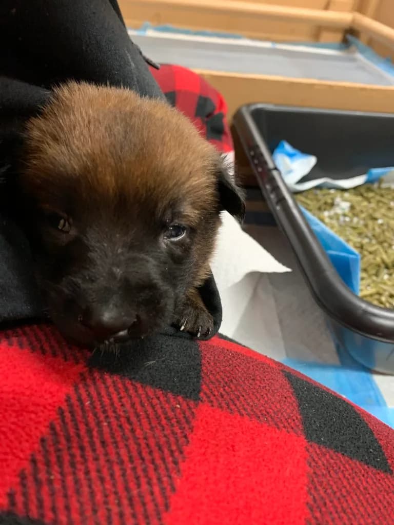 “B” Litter photo 80