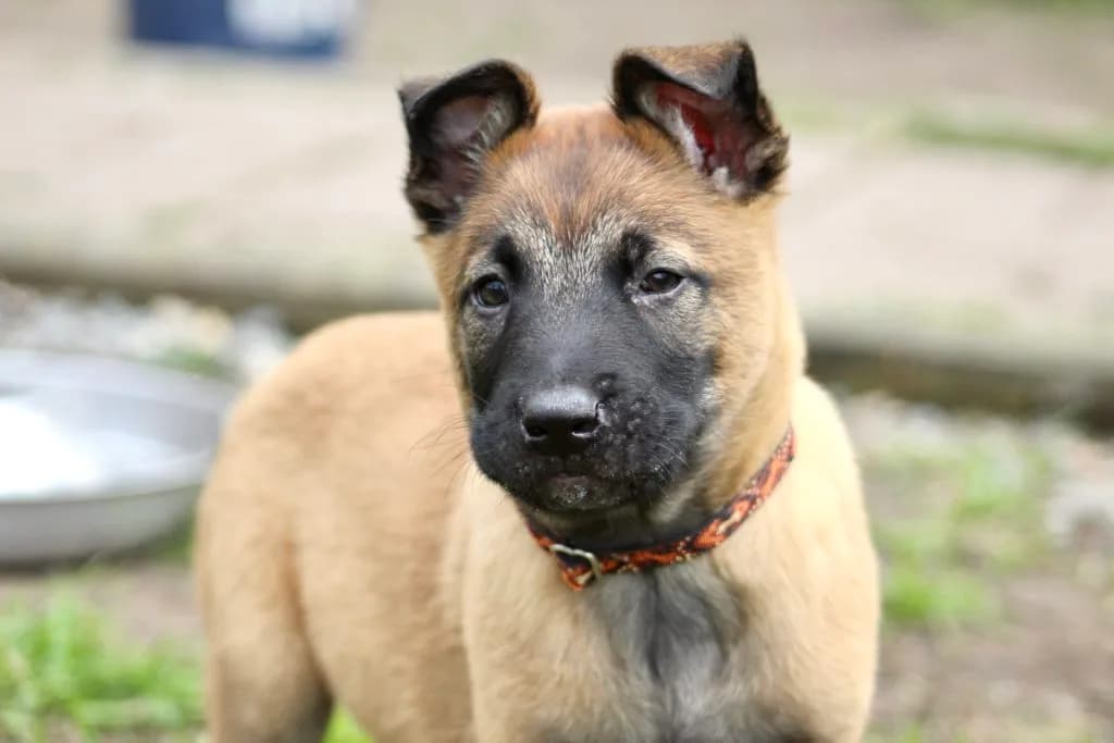 “B” Litter photo 201