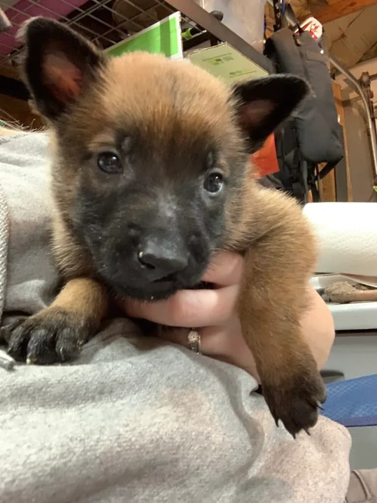 “B” Litter photo 112