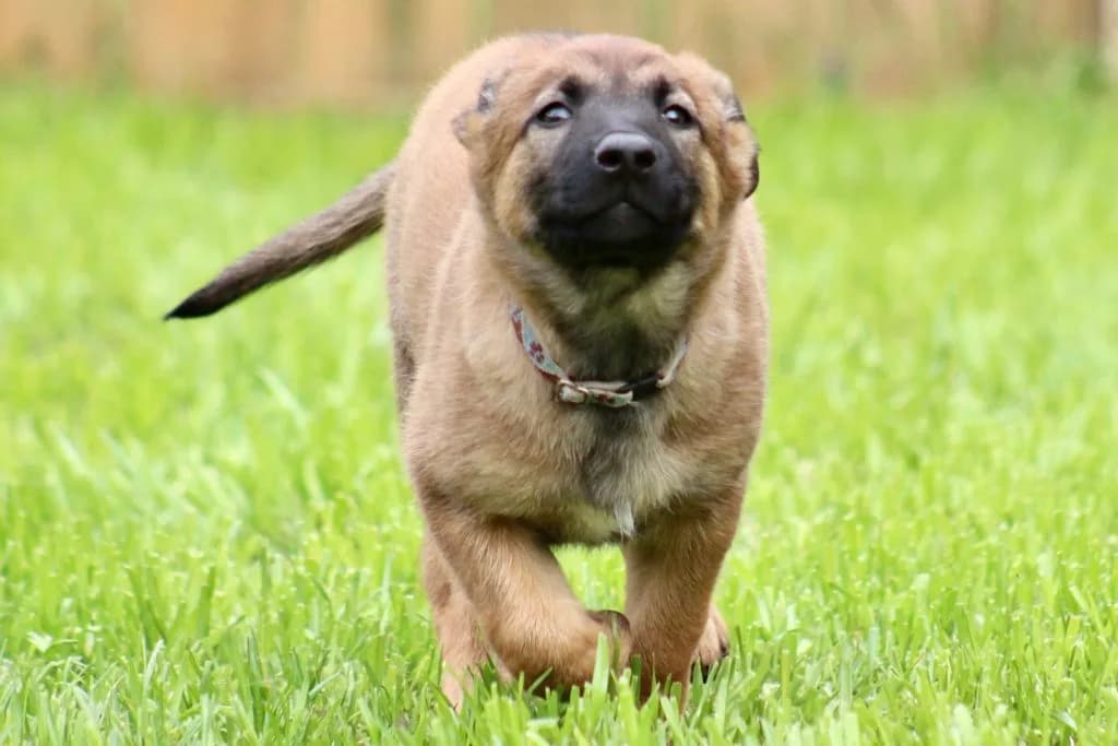 “B” Litter photo 217