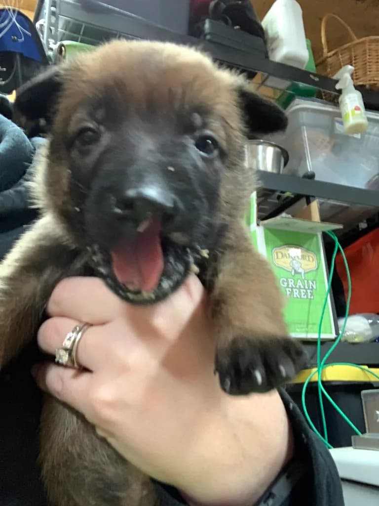 “B” Litter photo 87