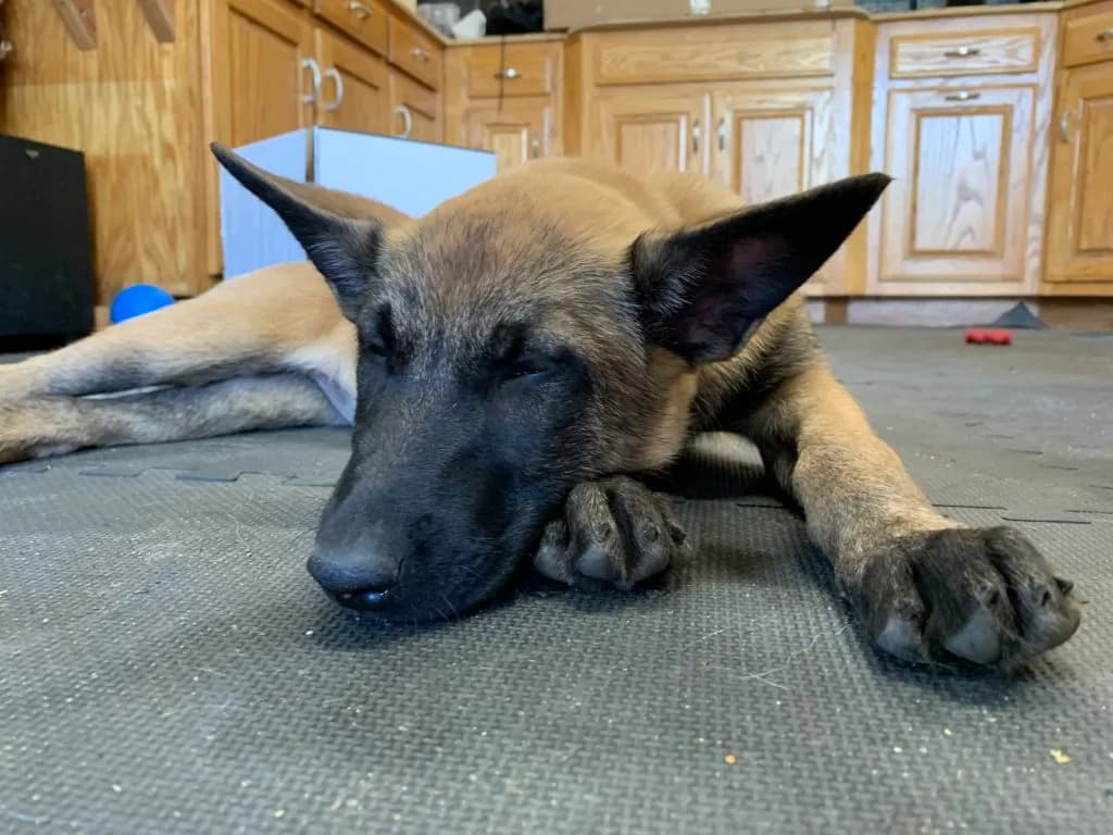 “B” Litter photo 350