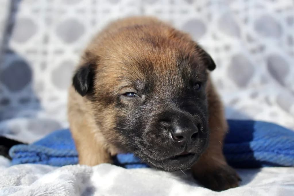 “B” Litter photo 32