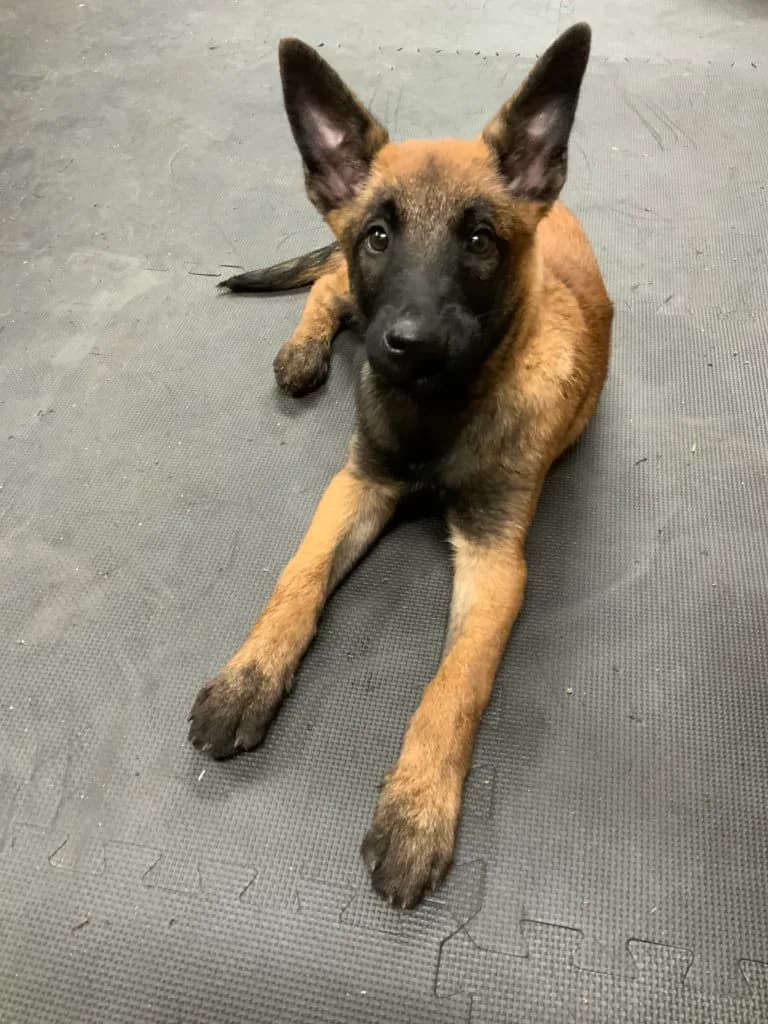 “B” Litter photo 303
