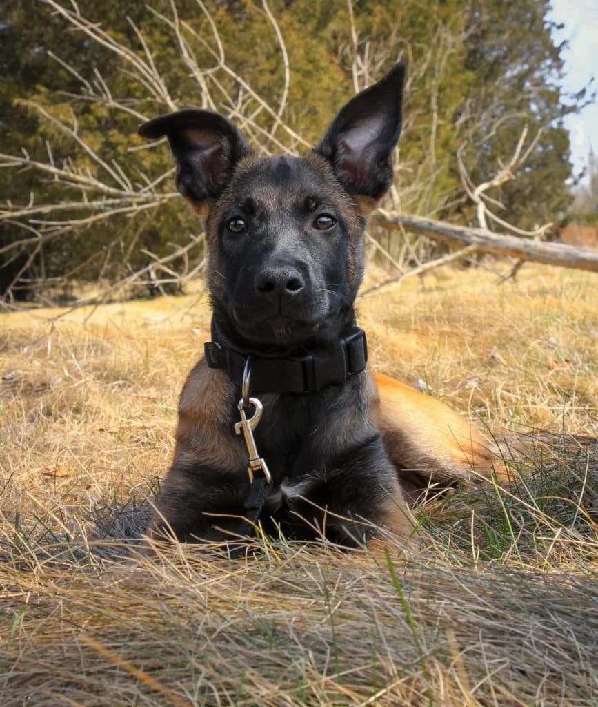“B” Litter photo 362