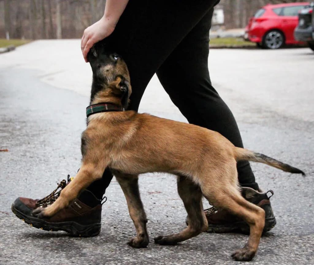 “B” Litter photo 288