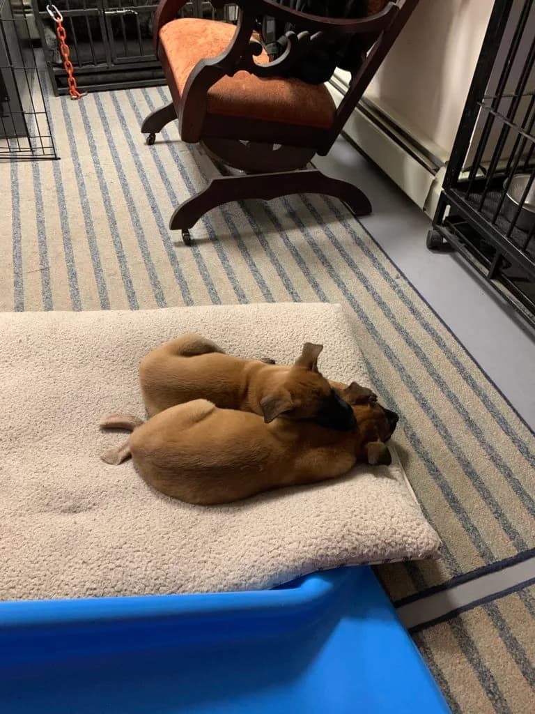 “B” Litter photo 267