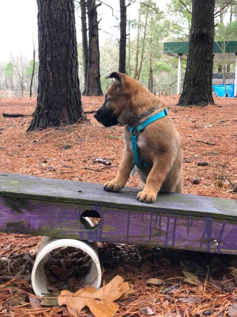 “B” Litter photo 150