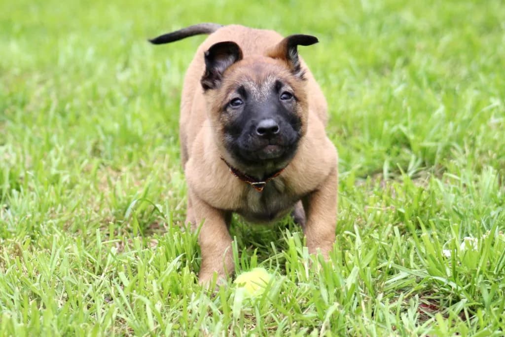 “B” Litter photo 197