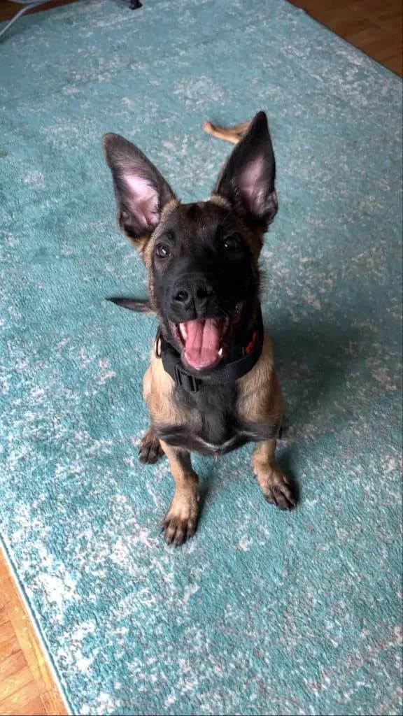 “B” Litter photo 390