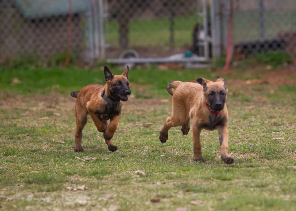 “B” Litter photo 345