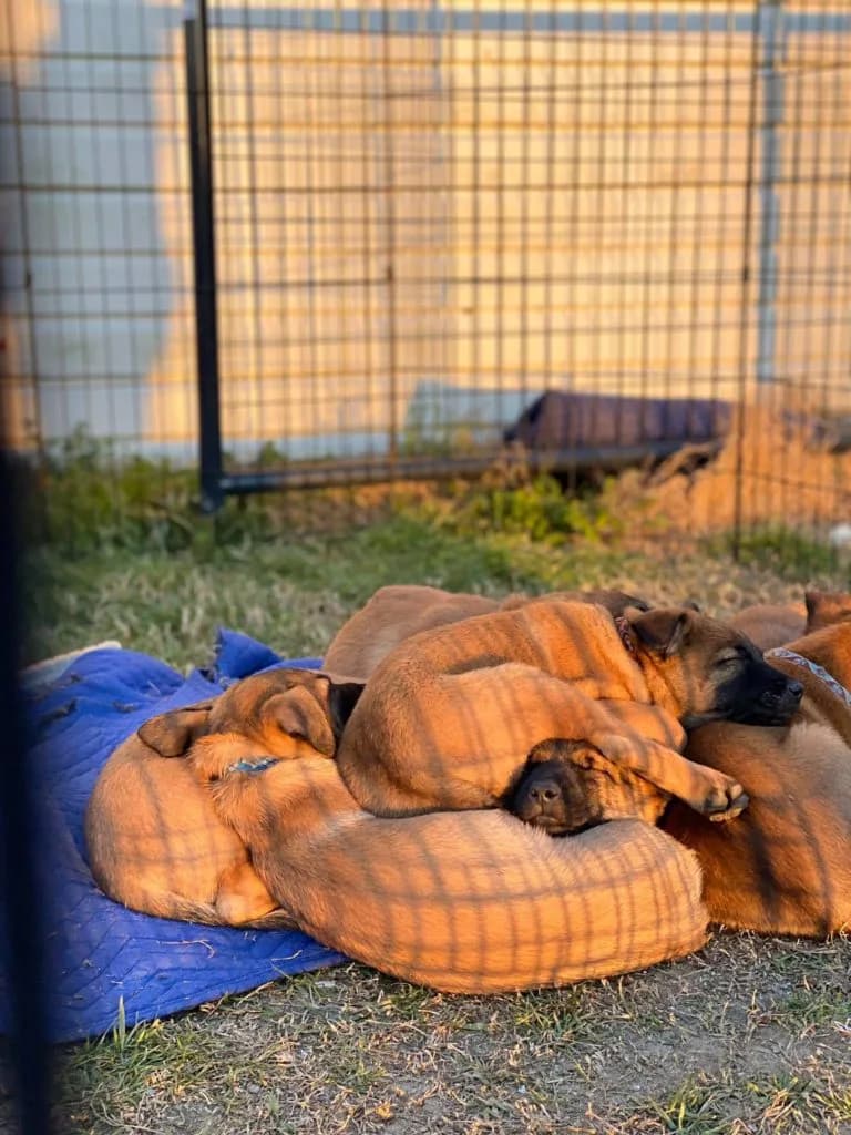 “B” Litter photo 172
