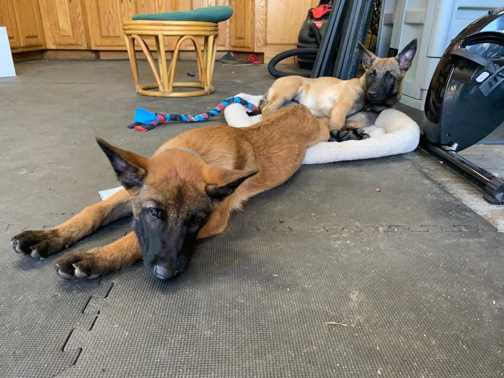 “B” Litter photo 354