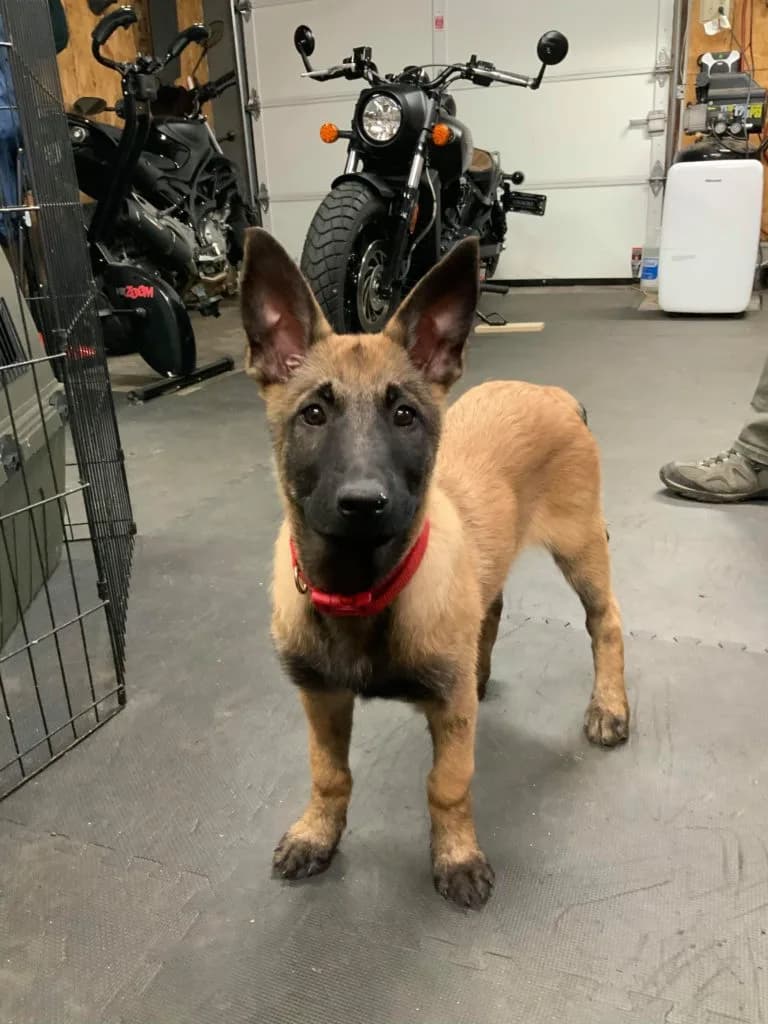 “B” Litter photo 312