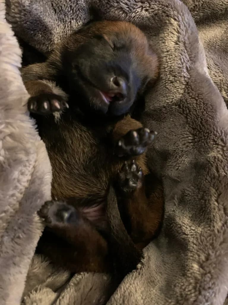 “B” Litter photo 18