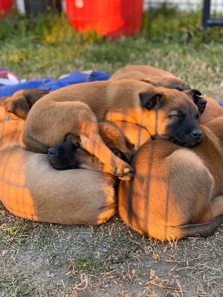 “B” Litter photo 170