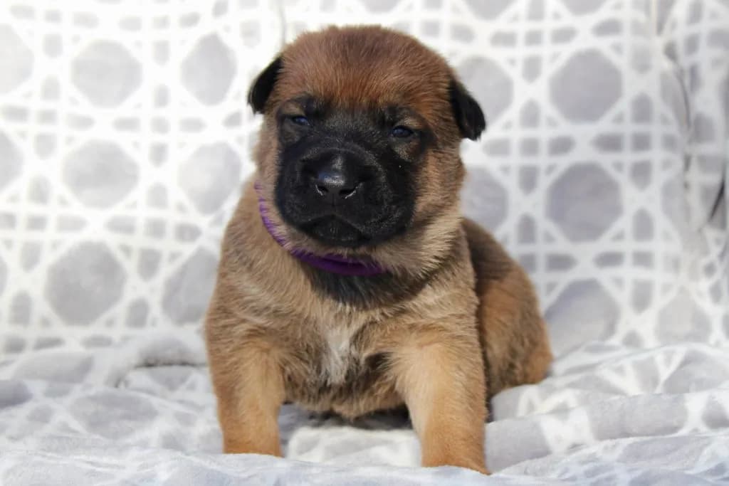 “B” Litter photo 55