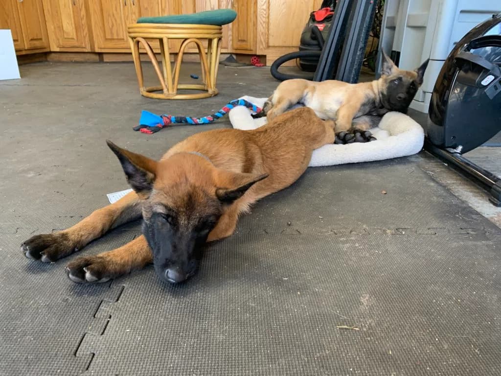 “B” Litter photo 353