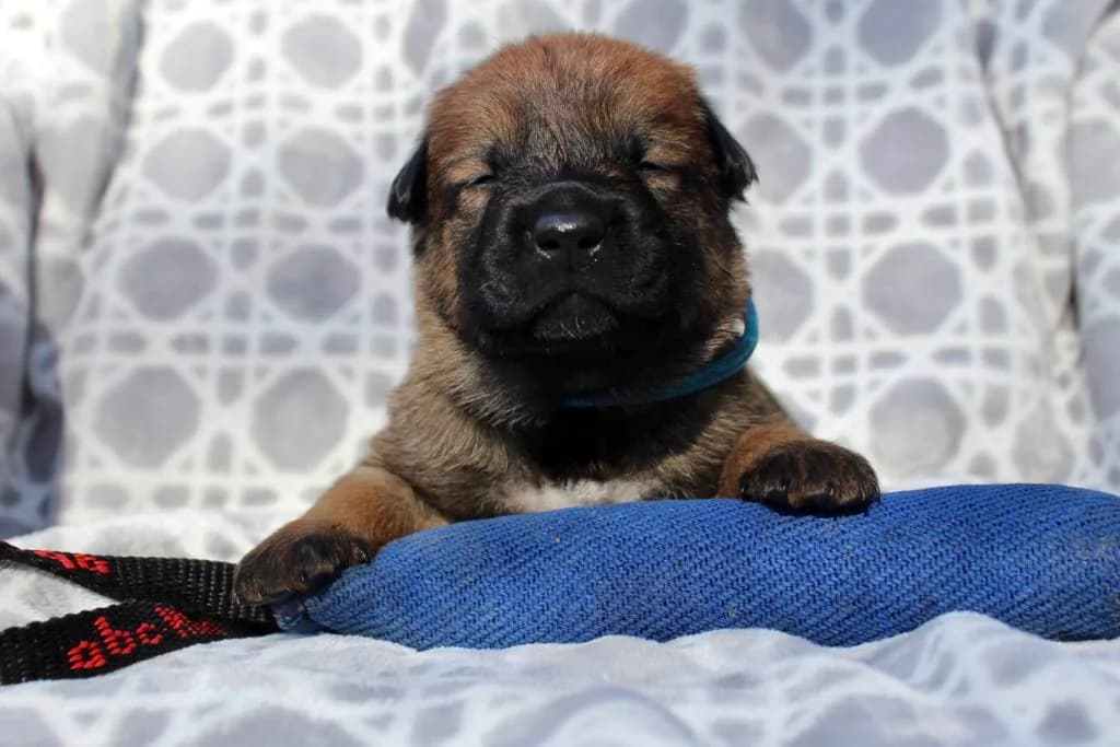 “B” Litter photo 49