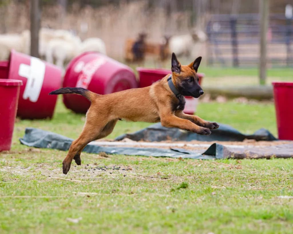 “B” Litter photo 319