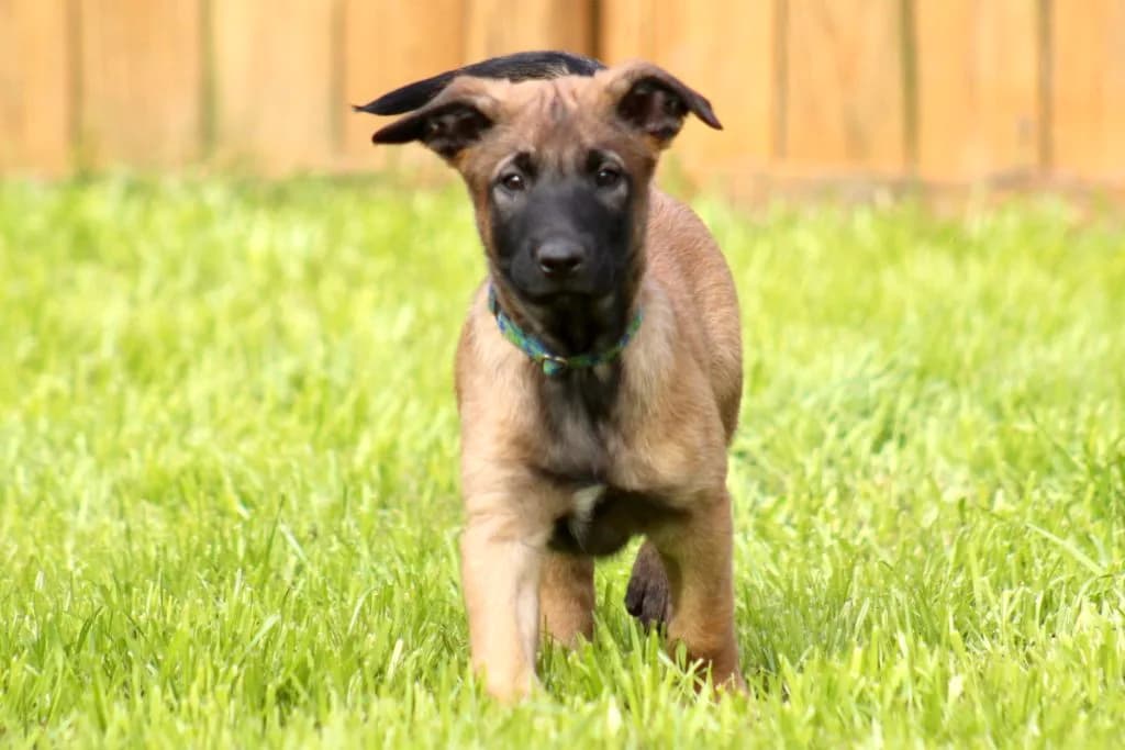 “B” Litter photo 237