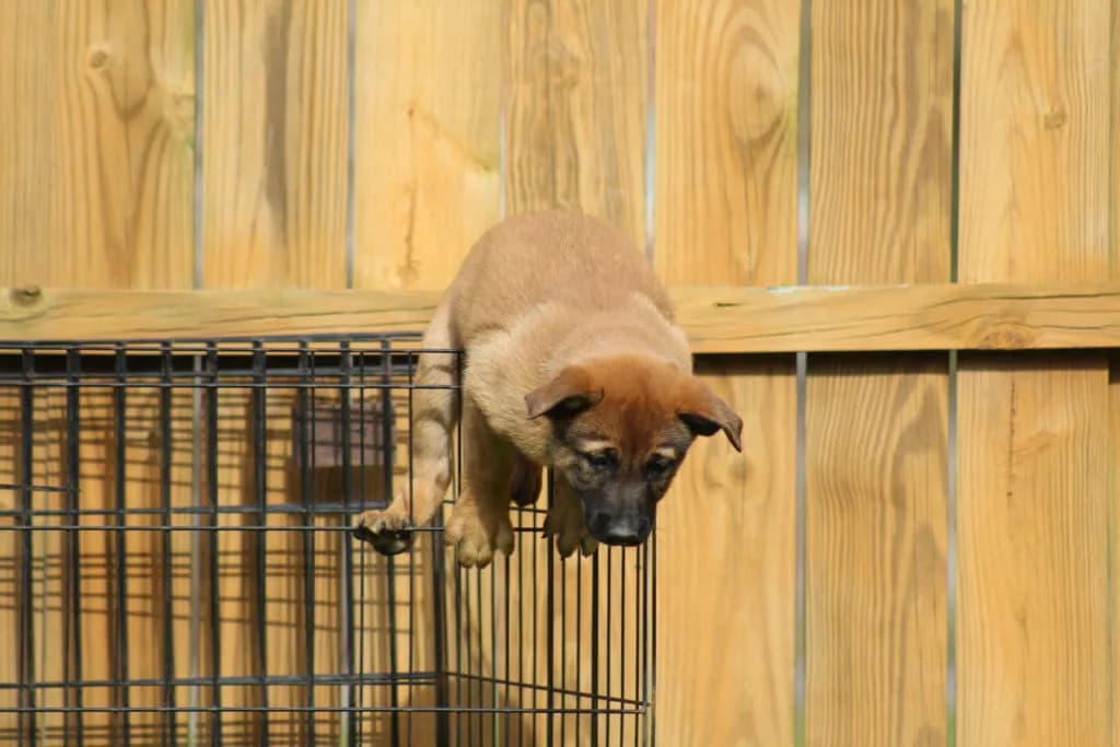 “B” Litter photo 253