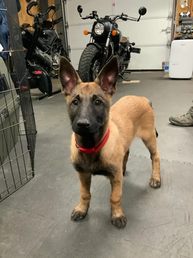 “B” Litter photo 299