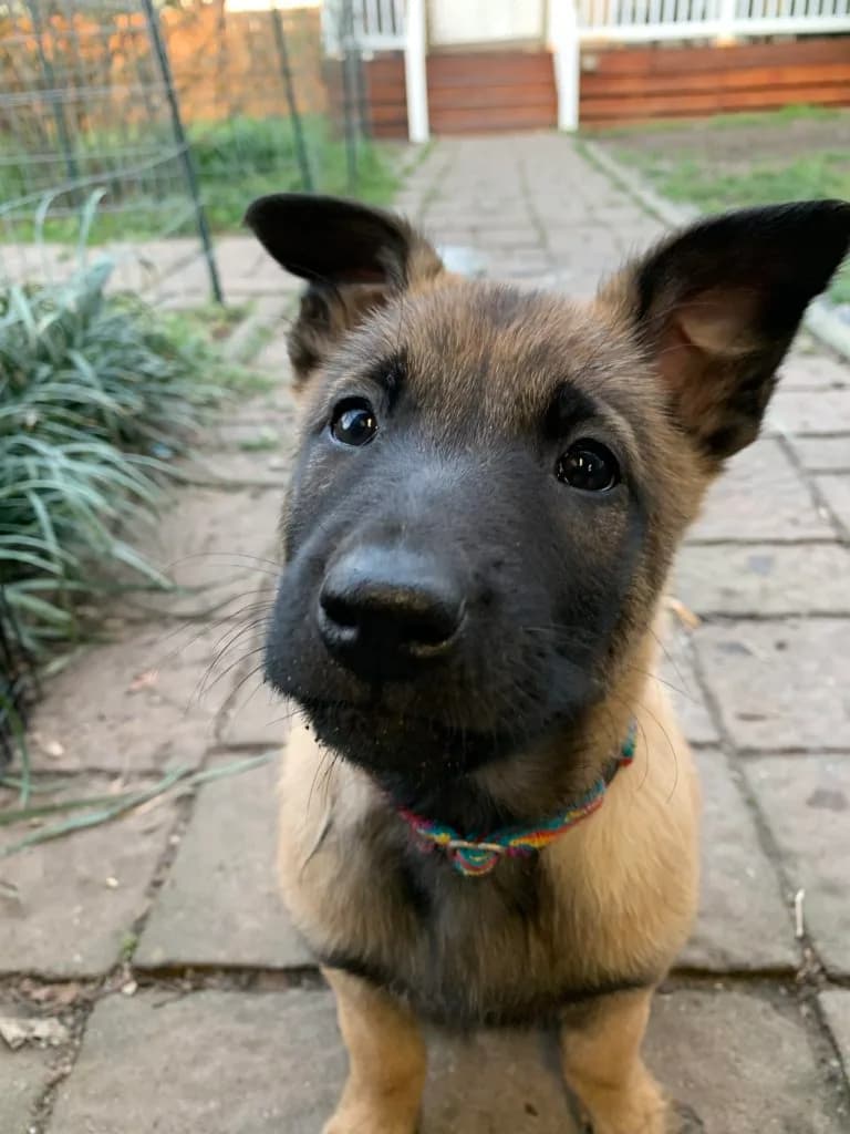 “B” Litter photo 182