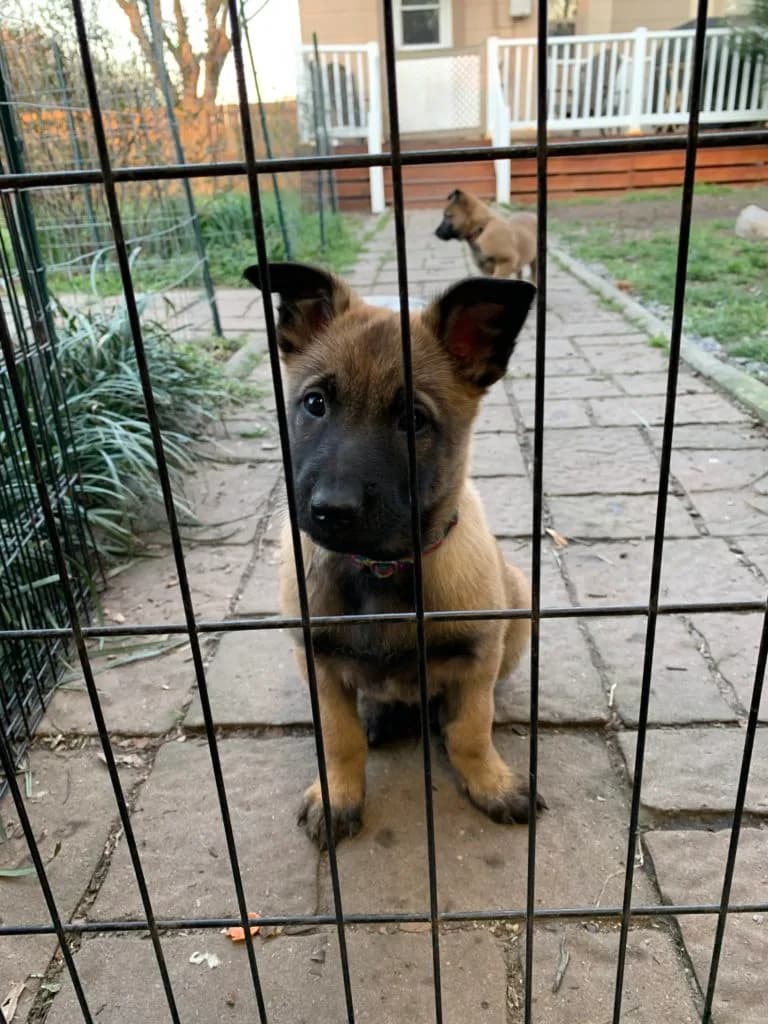 “B” Litter photo 180