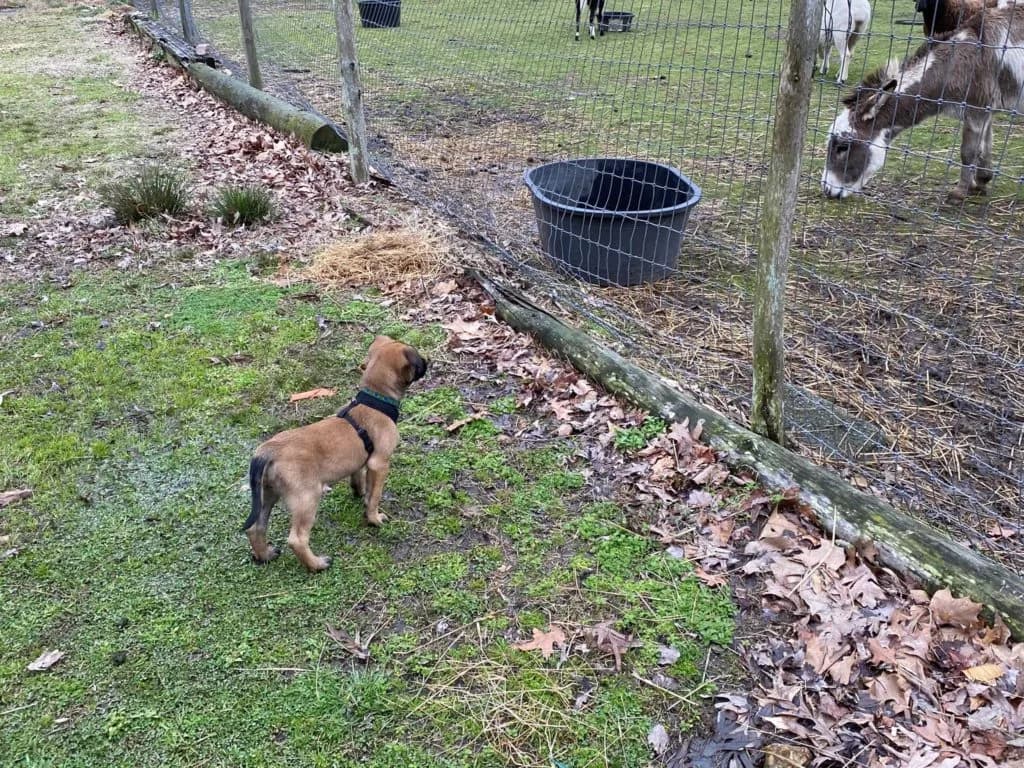 “B” Litter photo 164