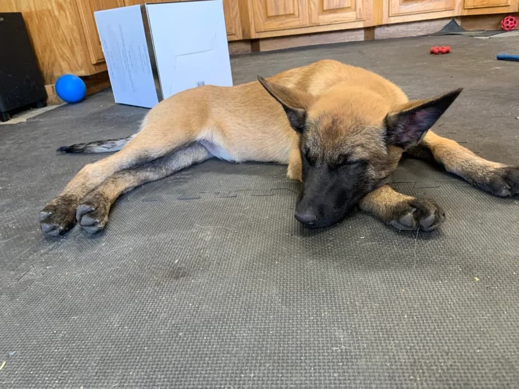 “B” Litter photo 348