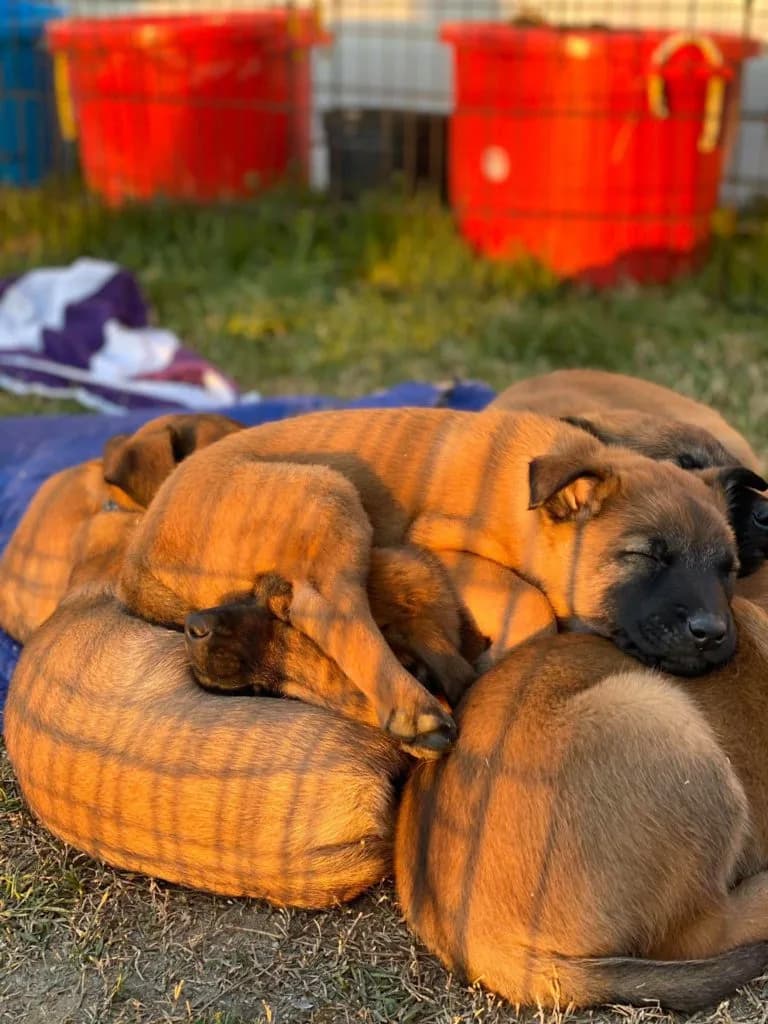 “B” Litter photo 171