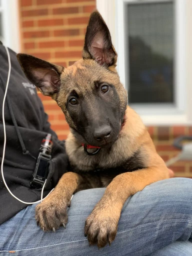 “B” Litter photo 380