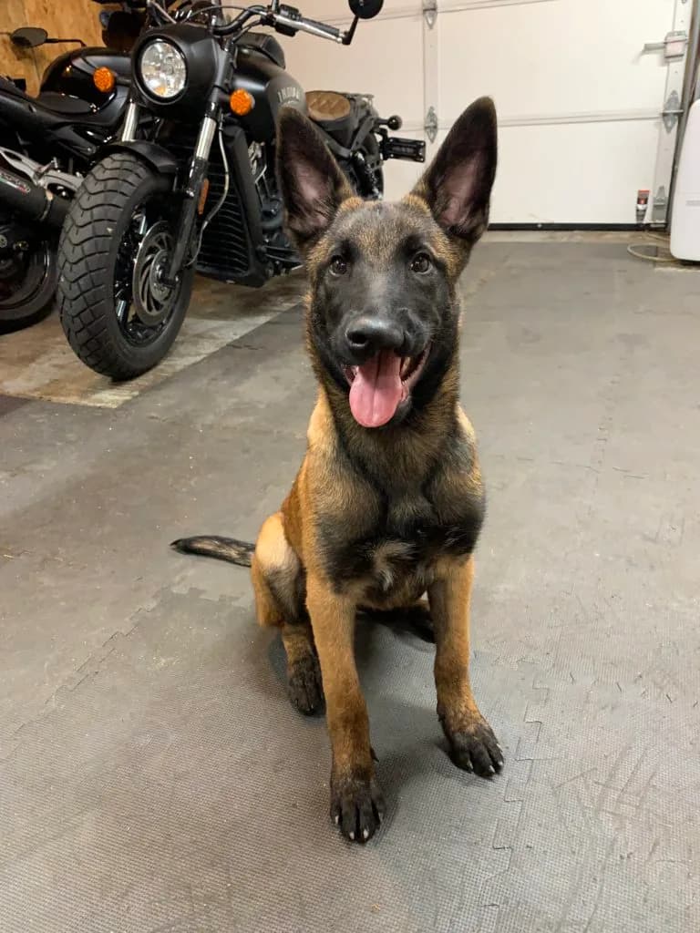“B” Litter photo 408