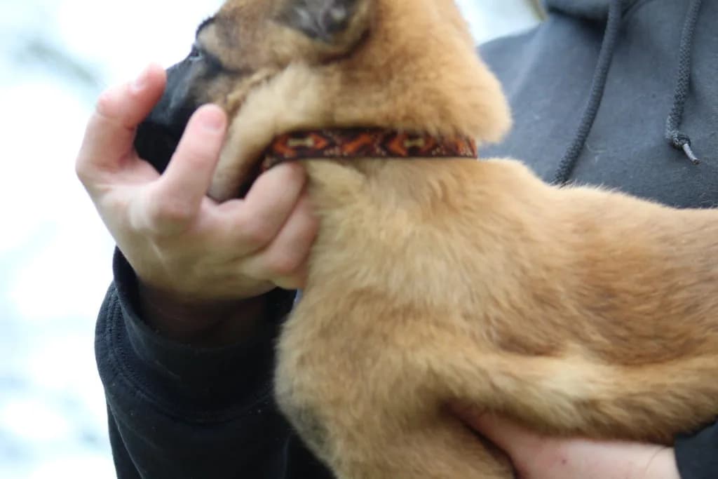“B” Litter photo 199