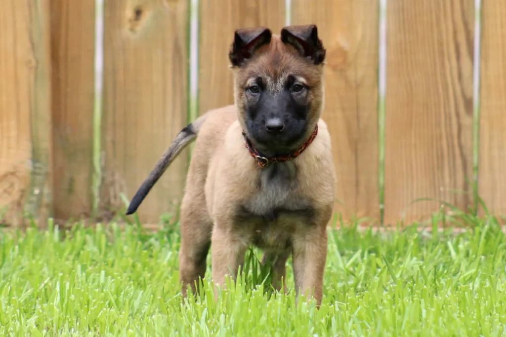 “B” Litter photo 191