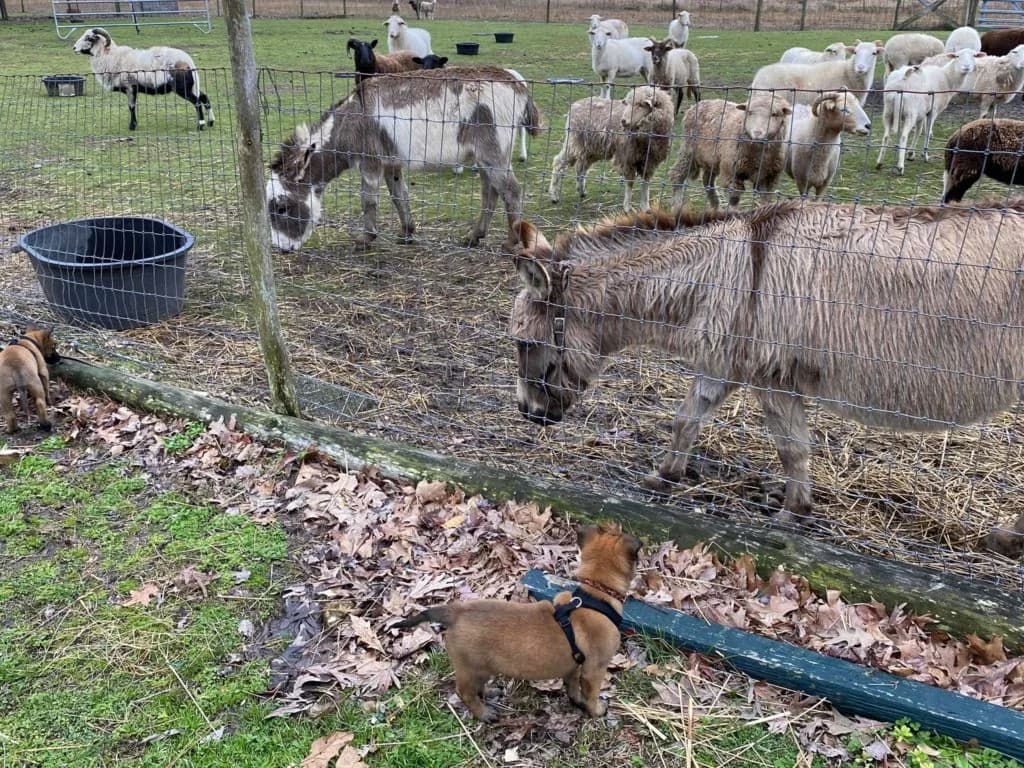 “B” Litter photo 157