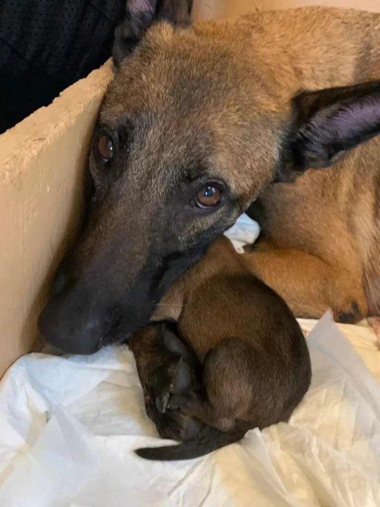“B” Litter photo 10