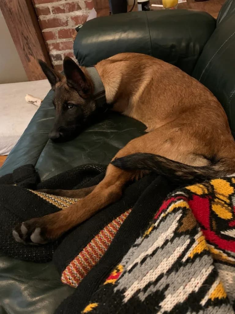 “B” Litter photo 401