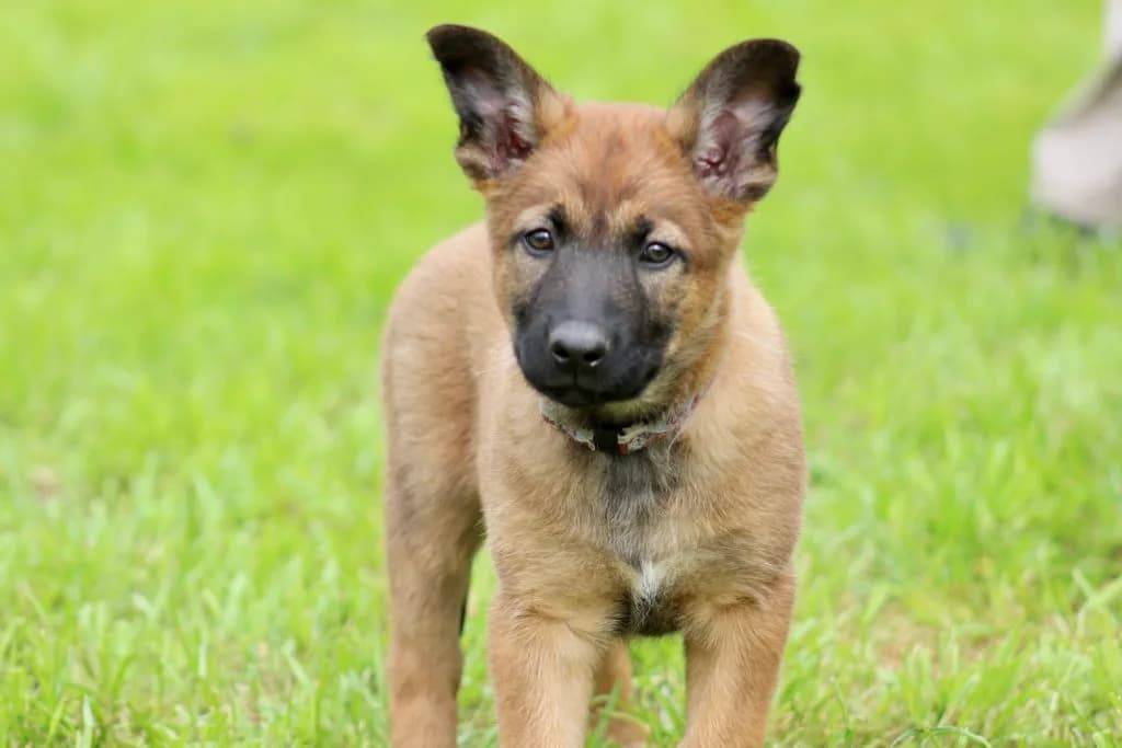 “B” Litter photo 216